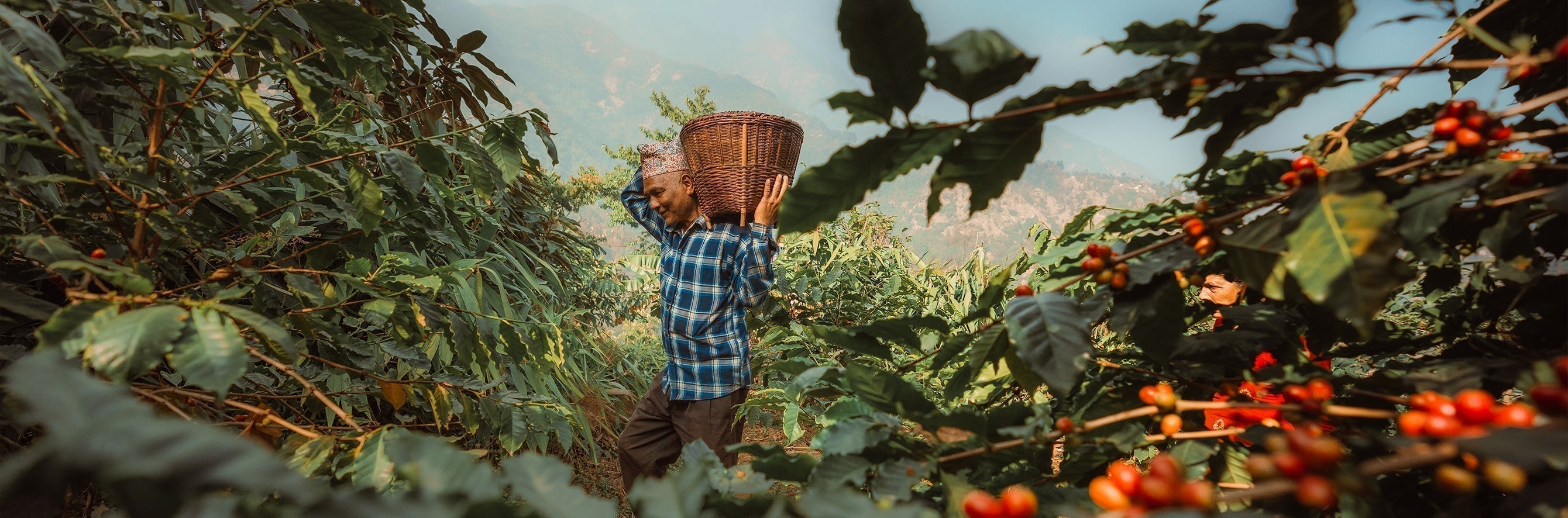 Himalayan coffee origin story cover image