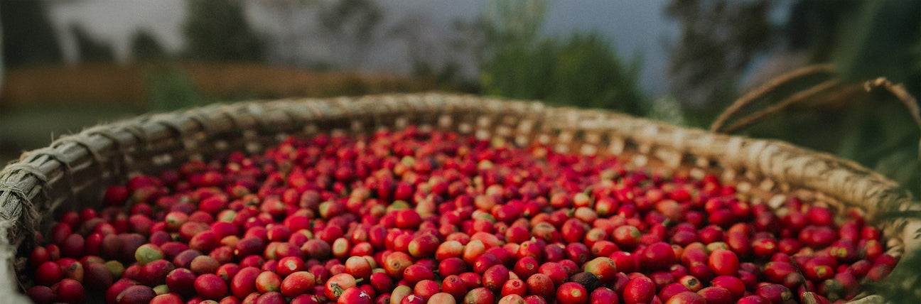 High-altitude Himalayan coffee cover image