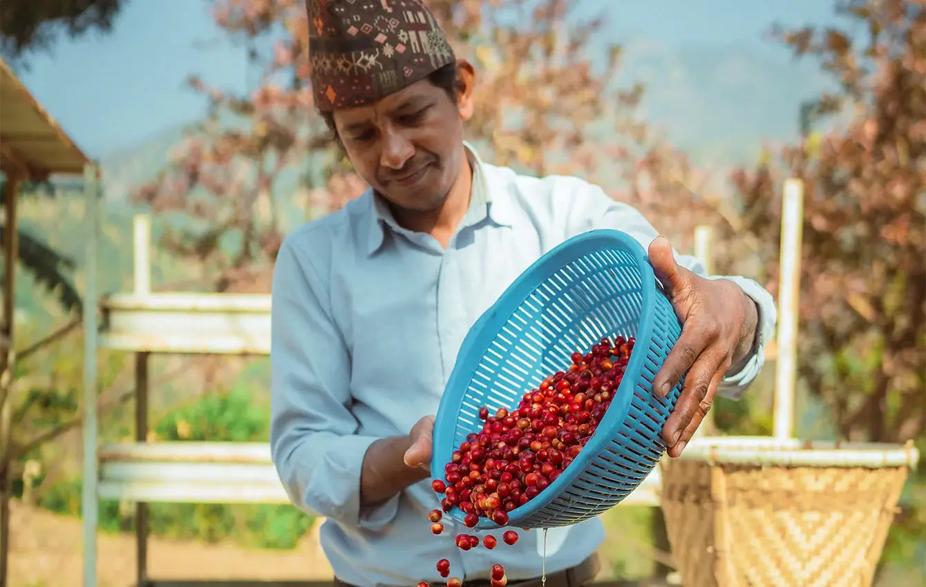 raw coffee beans