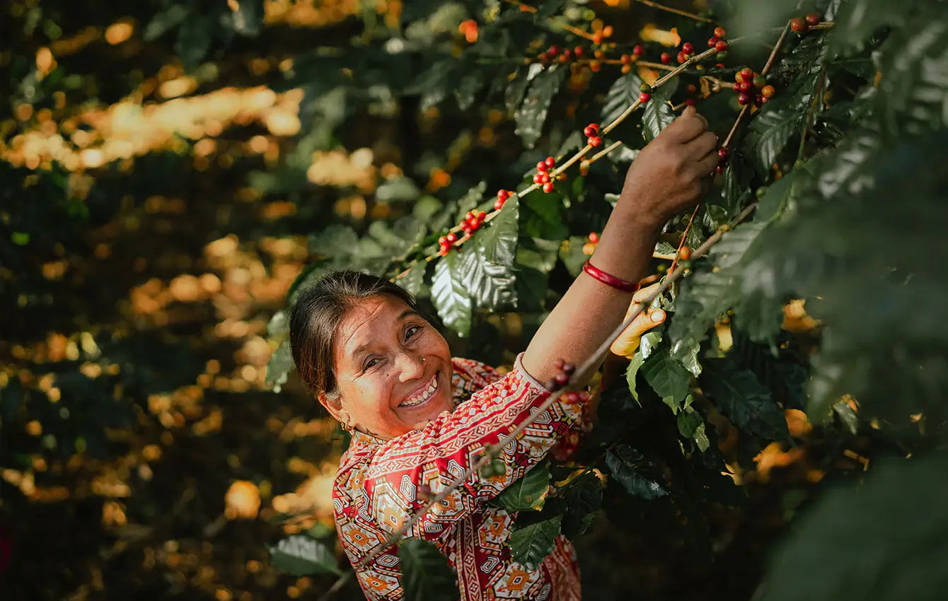 Farmer picking coffee beans from a tree
