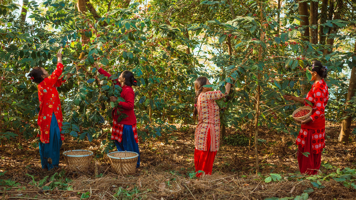Coffee beans from Tree