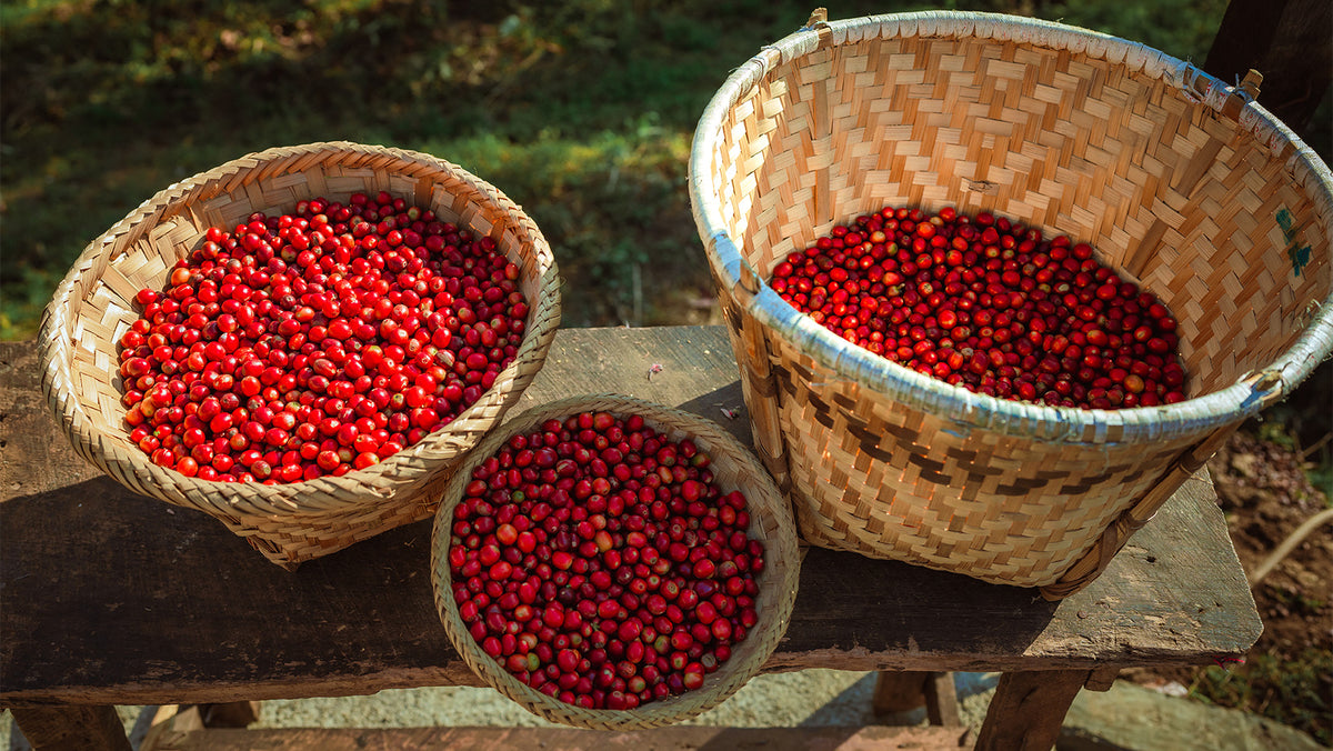 Coffee Origin Trip